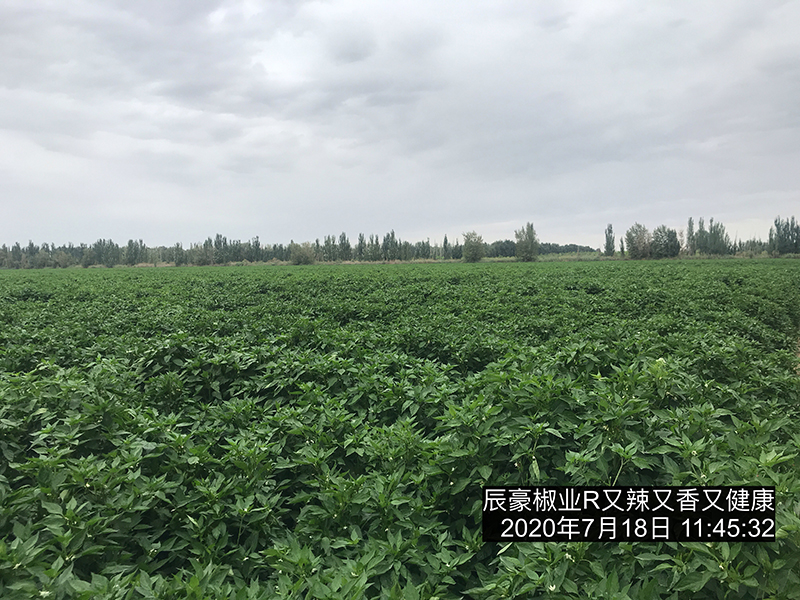基地實力