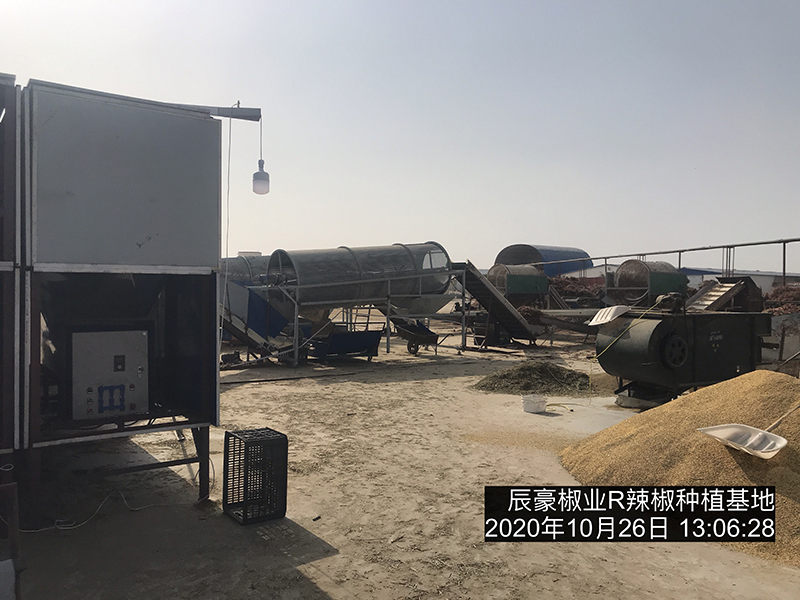 新疆辣椒種植基地收獲中