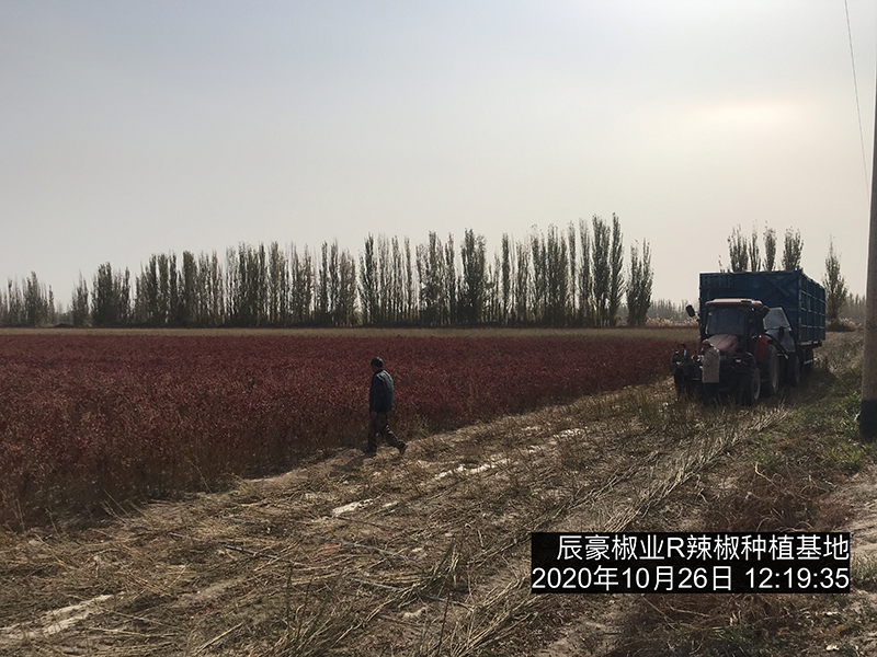 新疆辣椒種植基地收獲中