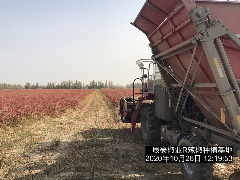 新疆辣椒種植基地收獲中