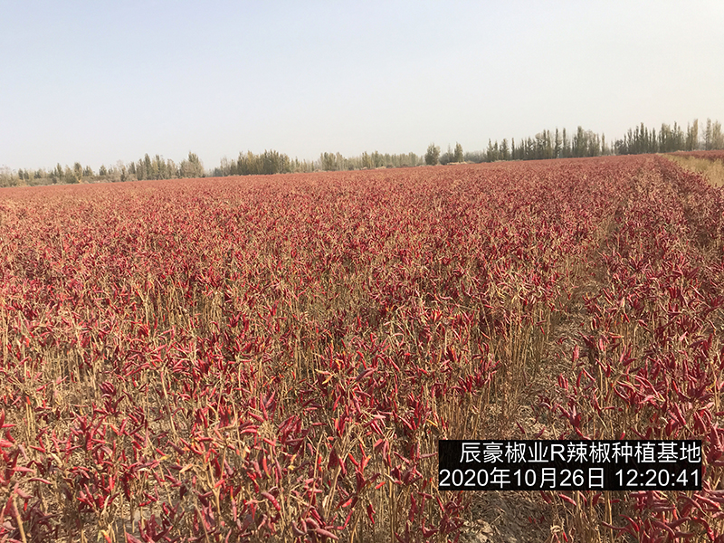 新疆辣椒種植基地收獲中
