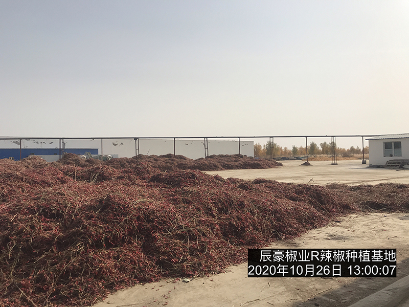 新疆辣椒種植基地收獲中