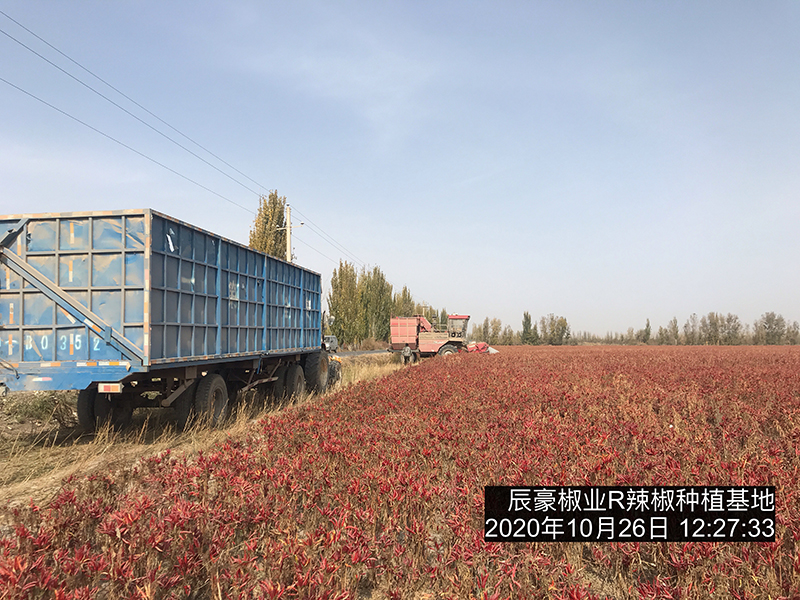 新疆辣椒種植基地收獲中