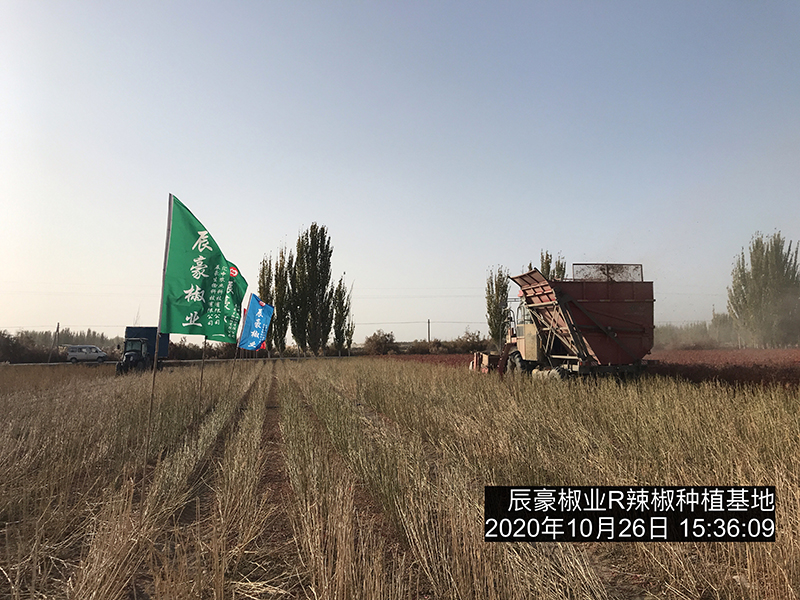 新疆辣椒種植基地收獲中